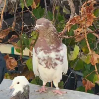 کبوتر کله ای|پرنده|بیجار, |دیوار