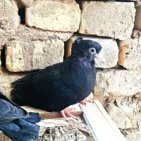 جوجه آبادانی