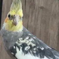 عروس هلندی سخنگو