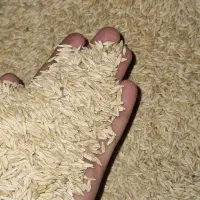 خرید گندم و جو|عمده‌فروشی|کبودرآهنگ, |دیوار