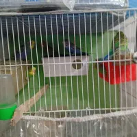 مرغ عشق|پرنده|مشهد, رستگار|دیوار