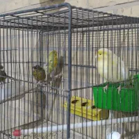 مرغ مینا سخنگو قناری|پرنده|یزد, |دیوار