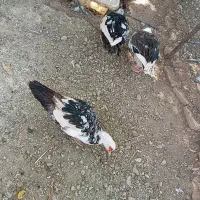 غازواردک شمالی فروشی