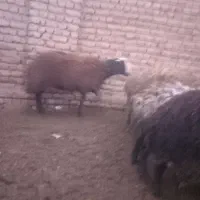 بره نر اصیل شال مناسب قوچی|حیوانات مزرعه|دشتابی, |دیوار