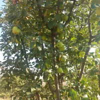 خاهان ۱ساعت آب ازموتور واهم هستم
