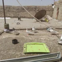 ۵جفت کفتر فزوش|پرنده|تهران, قلمستان|دیوار