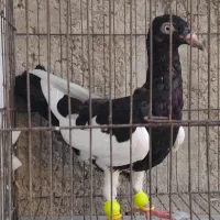 خروس|حیوانات مزرعه|قزوین, |دیوار