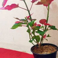 گل بنت قنسول|گل و گیاه طبیعی|شیراز, سینما سعدی|دیوار