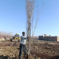 عرضه مستقیم نهال بادام خوشه ای