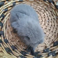 خرگوش|موش و خرگوش|اصفهان, جاوان|دیوار