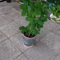 گل آپارتمانی فردوس