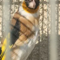 سهره جوجه قفس و قناری یورک