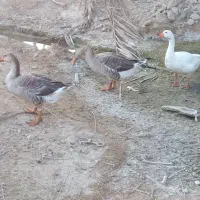 قاز