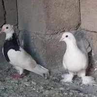 کبوتر