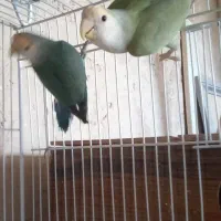 یک جفت مرغ عشق پروانه ای و دو جفت کوتوله برزیلی.|پرنده|نیشابور, ریوند|دیوار