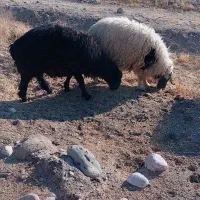 قوچ افشار قره قزل ، بره نر ، پرواری، مال داشتی|حیوانات مزرعه|بختگان, |دیوار