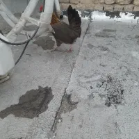 مرغ محلی|حیوانات مزرعه|قم, شهر قائم|دیوار