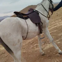 اسب|اسب و تجهیزات اسبسواری|بروجن, |دیوار