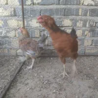 جوجه خروس گلین درشت