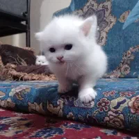 گربه کوچلو پرشین