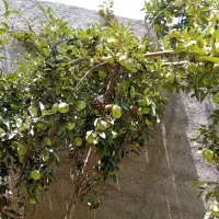 خدمات باغ بیل زدن حرص درختان و علف زنی