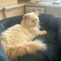 گربه هیمالین اصیل|گربه|کرمان, |دیوار