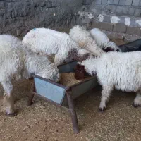 ۵ بره شیرمس باب پروار کاور یکپارچه