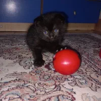 گربه اسکاتیش خاکستری رنگ ماده، با3 بچه گربه|گربه|تهران, آذری|دیوار