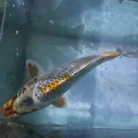 ماهی کوی ۴۵ سانتی ۲۰۰ تومن