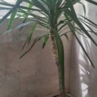 گل یوکا شاداب و سرحال