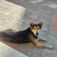 واگذاری سگ|سگ|تاکستان, |دیوار