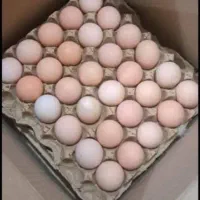 تخم مرغ جوجه کشی آرین|خوردنی و آشامیدنی|ارومیه, |دیوار