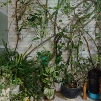 تعدای گل همگی با هم بفروش میرسد