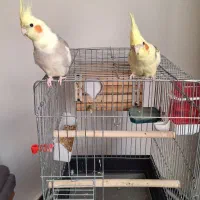 عروس هلندی نرو ماده اماده تخم گذاری|پرنده|اسلامشهر, شهرک سعیدیه|دیوار