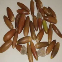 بلوط درجه یک