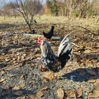 تخم مرغ نطفه دار گلین|حیوانات مزرعه|سنندج, |دیوار