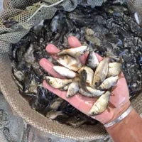 بچه ماهی‌ اصلاحی ه