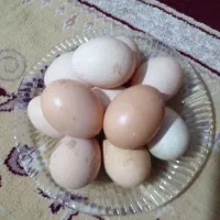 مرغ بیرانشهر|حیوانات مزرعه|بیرانوند, |دیوار