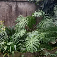 فروش گل برگ انجیری و سیکاس|گل و گیاه طبیعی|کلارآباد, |دیوار