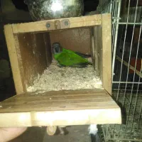 جفت سنگال اماده|پرنده|مهدی شهر, |دیوار