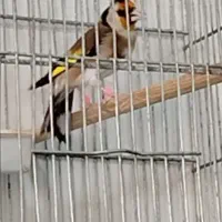 سهره لر خوان جاویدار. رحمتی|پرنده|تهران, سعیدآباد|دیوار