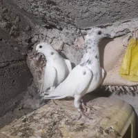 کفتر پنتیس ۳۵ واله