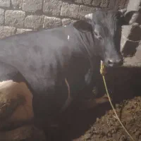 گوساله