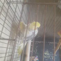 نره ماده