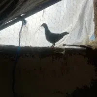 جوجه زرد پلاکی باخت خورده