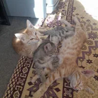 تعدادی بچه گربه و چند تا هم گربه بزرگ واگذار میشود