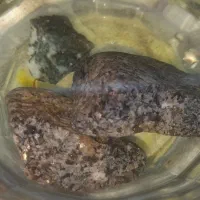 سنگ طلا موجوده ب صورت تکی و عمده هر کی خاست|جواهرات|سنگان, |دیوار