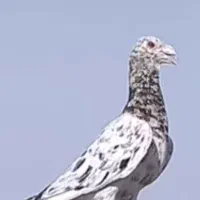 کفتر پلاکی مسافتی و شهری مفت