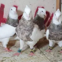 کبوتر رنگی صادقی