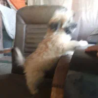 سگ پاکوتاه ۲ماهه